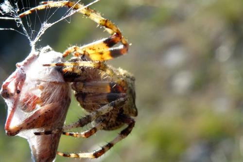 Araneus angulatus
